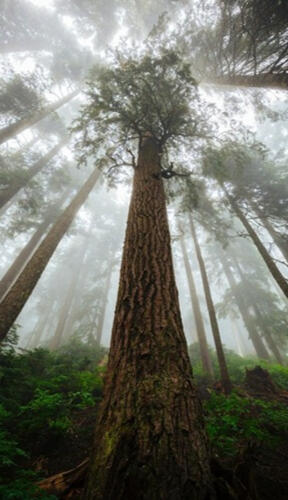 Forest Image of a large tree in a forest, taken from below
